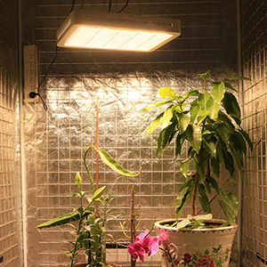 Lampe de croissance des plantes haute puissance, luminaire carré d'éclairage supplémentaire, lumière de croissance personnalisable pour serres et culture de fruits - Product Image 3