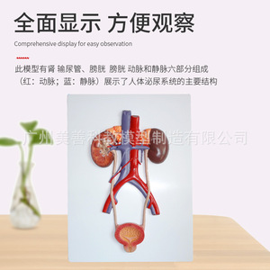 Modèle du système urinaire humain, modèle de l'urétére, de la vessie et de l'urètre, modèle d'anatomie rénale, modèle médical, type à suspendre. - Product Image 4