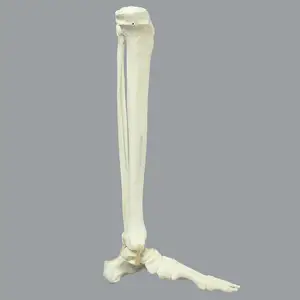 KyrenMed Sawbones Foam Foot and Ankle Bone Model with Full Tibia and Fibula for Orthopedic Training Model for Workshop Drilling