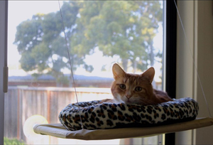 सरल डिजाइन पालतू बिस्तर बिल्ली खिड़की पर्च टिकाऊ कप बिल्ली झूला - Product Image 4