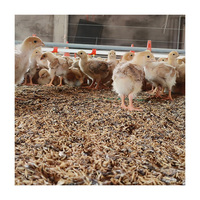 Système d'élevage automatique à grande échelle pour poulets de chair en plein air, équipement avicole économe en énergie pour 10 000 oiseaux