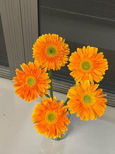 Flor de Margarita Africana, Perenne, de Fácil Cultivo, Flor de Jardín, <span class=keywords><strong>Gerbera</strong></span> <span class=keywords><strong>Jamesonii</strong></span> - Product Image 3