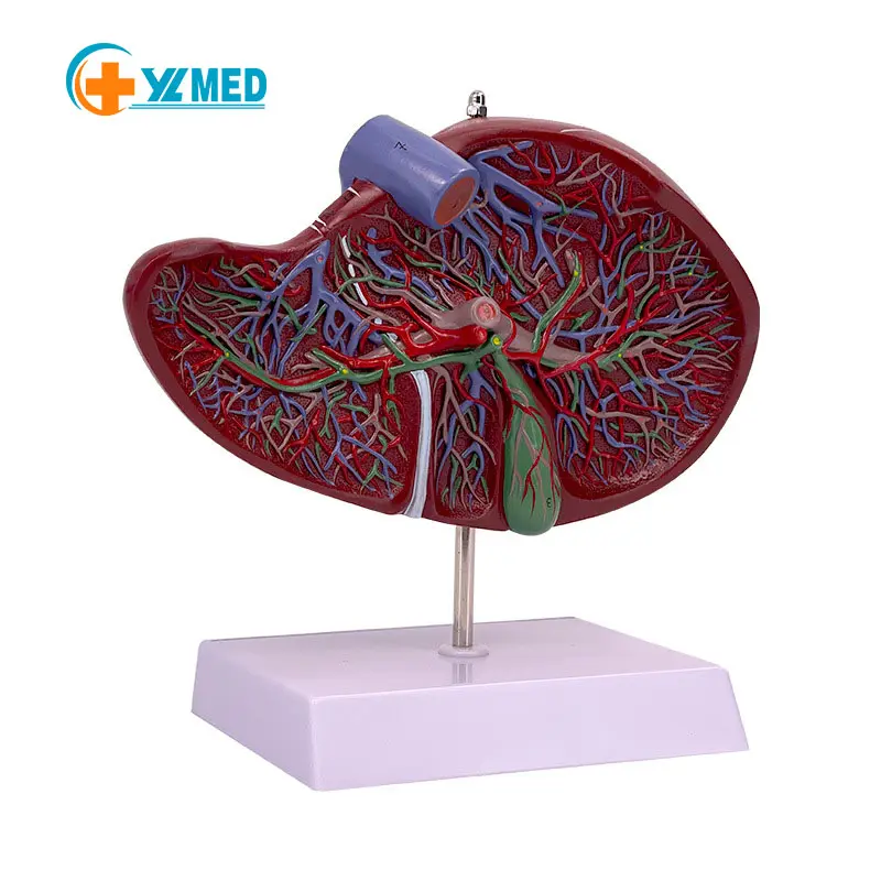 Menselijke Lever Anatomie Model Pvc Plastic Natuurlijke Levensgrote School Medisch Onderwijs Display Laboratoriumapparatuur Medische Modellen