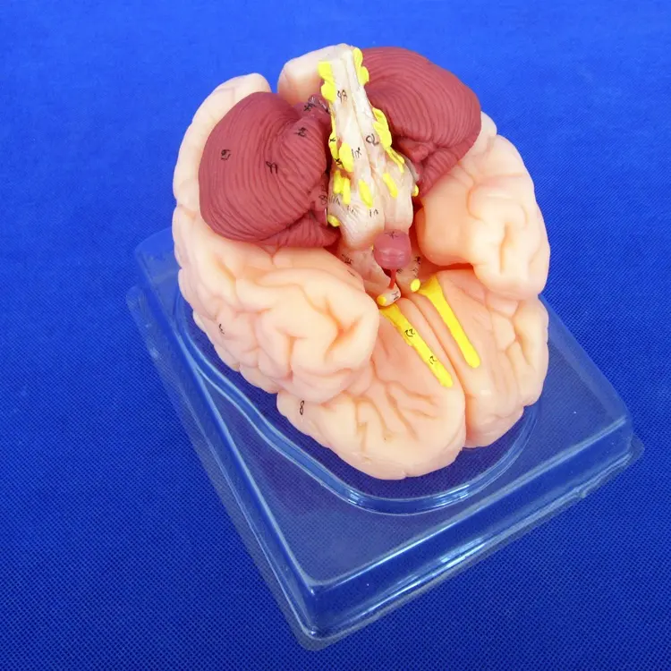 Human Brain Model 8 parts, Brain Anatomical Model