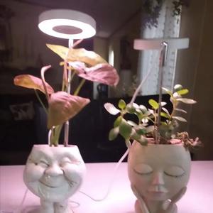 1 Uds Luz de cultivo luz LED de espectro completo para plantas de interior altura ajustable con temporizador de encendido/apagado automático 4 regulable - Product Image 6