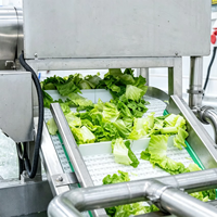 Nouvelle Conception 2026 : Ligne de Lavage Automatique Économique pour Légumes-Racines avec Convoyeur pour Usine de Transformation Alimentaire