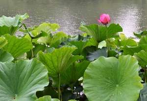 מפעל הסיטונאי חומר גלם בלוטוס עלה תמצית נוציפירוס אבקת פוליום - Product Image 4