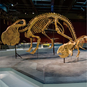 Jurassic khủng long công viên khủng long hóa thạch thực T Rex Skeleton để bán - Product Image 6