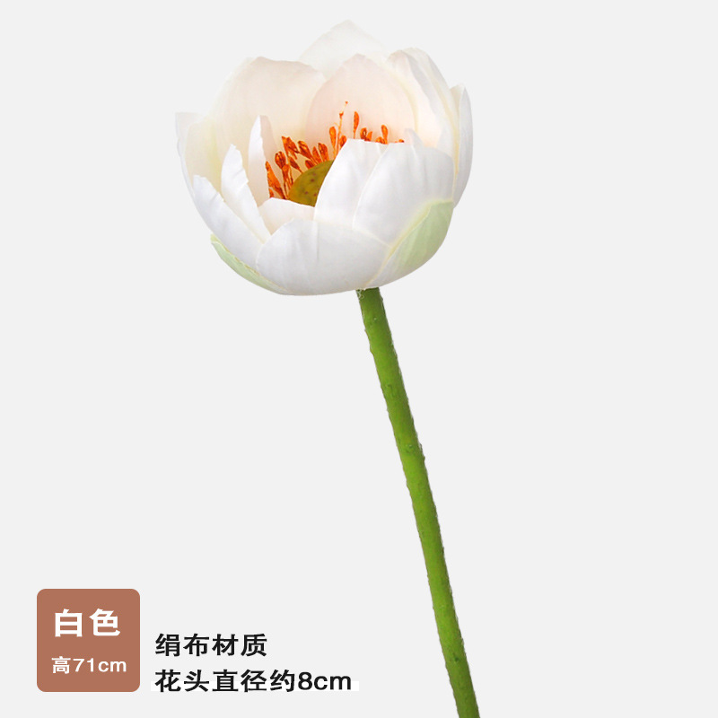 Single small lotus-white