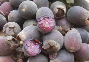 Натуральный экстракт рододендрона тумбезного (Rhodomyrtus Tomentosa) 20:1, экстракт мирта обыкновенного (<span class=keywords><strong>Myrtus</strong></span> <span class=keywords><strong>Communis</strong></span> Linn) 10:1 - Product Image 3