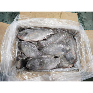 Pesce Congelato All'Ingrosso: Tilapia di Piccole Dimensioni, Acquisto in Grandi Quantità, Intera e Fresca - Product Image 3