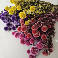 Vente directe d'usine en gros de fleurs séchées Chinops, fleurs éternelles préservées Blue Planet et autres fleurs et plantes décoratives