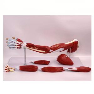 Modelo <span class=keywords><strong>de</strong></span> anatomía muscular <span class=keywords><strong>de</strong></span> <span class=keywords><strong>pierna</strong></span> <span class=keywords><strong>de</strong></span> brazo humano <span class=keywords><strong>de</strong></span> tamaño real | Piezas desmontables para educación escolar - Product Image 2