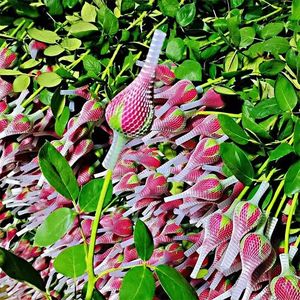 Môi trường mô hình 001 thân thiện và không mùi Stretchable nhựa lưới Rose Bud bảo vệ tay áo <span class=keywords><strong>Net</strong></span> - Product Image 6