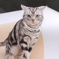 Collier de luxe élégant personnalisé pour chat avec strass solides et design cœur scintillant, pendentif perle Saint-Valentin à dégagement rapide