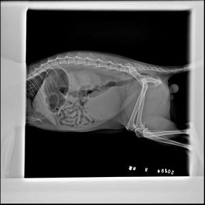 5Kw yüksek frekanslı <span class=keywords><strong>X</strong></span> ışını dokunmatik ekran sistemi veteriner DR makinesi - Product Image 6