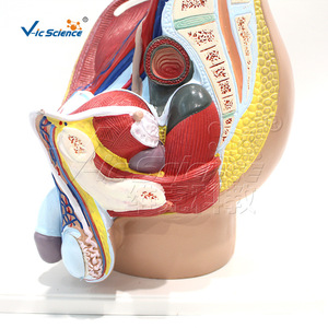 Modèle d'anatomie humaine ; Modèle de zone inguinale masculine (4 parties) ; Modèle anatomique de section sagittale médiane pelvienne - Product Image 3