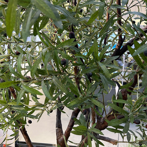 Alberi di Ulivo Artificiali in Plastica Nera, Alti 7-6 Piedi, Fatti a Mano, Ecologici, Realistici, <span class=keywords><strong>per</strong></span> Decorazione d'Interni - Product Image 4