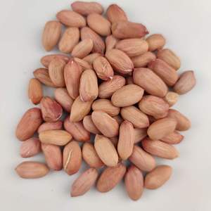 China Venda Origem Bulk Buyers Fabricantes Peeled Peanut Kernel Especificação Raw Blanched Red Peanut Preços