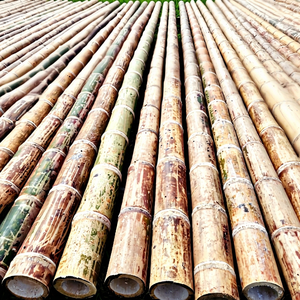 MÁS VENDIDO Varas de Bambú Ecológicas de Grado Premium, Estacas de Soporte para Plantas de Agricultura Sostenible de Alta Calidad, Vietnam, Venta al por Mayor - Product Image 1