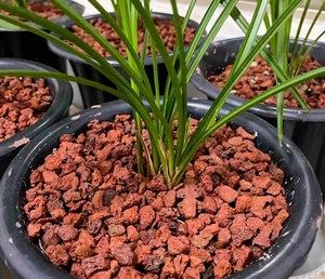 Hiện đại 3-5cm đánh bóng thông gỗ vỏ cây giữ ẩm Mông Cổ vỏ cây cho phong lan Dendrobium officinale trồng trọt - Product Image 3