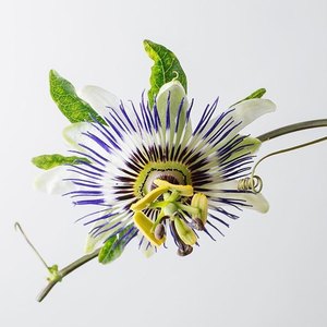 Venta Directa <span class=keywords><strong>de</strong></span> Té Blanco Premium <span class=keywords><strong>de</strong></span> Maracuyá y Coco Fresco - Té Saludable en Caja a Granel - Product Image 4