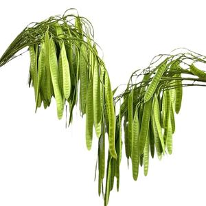 YOPIN-6076 Haricot long à tiges longues, feuilles plates, vert brunâtre, <span class=keywords><strong>plantes</strong></span> tombantes pour décoration de mariage - Product Image 6