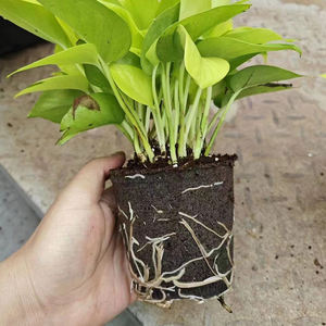 Садовые пчелиные Гидропонные кубики, садовые посевные панели, блок торфяно-Мохового грунта, чашка для посадки сельскохозяйственных культур, кубики для выращивания - Product Image 2