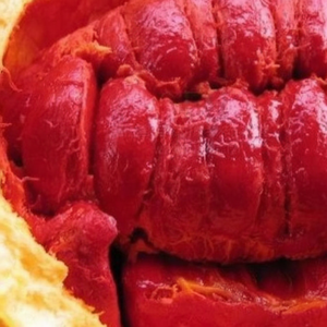 Sophie's Wholesale <b>Frozen</b> Gac Agriculture <b>Product</b> Exported in Bulk From Viet Nam - Product Image 1