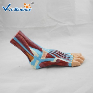 Modello Anatomico del Piede, <span class=keywords><strong>Esemplare</strong></span> di Simulazione <span class=keywords><strong>Standard</strong></span>, Modello Dimostrativo per l'Insegnamento dell'Anatomia nelle Scuole Mediche - Product Image 6