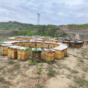 Compra <span class=keywords><strong>miel</strong></span> <span class=keywords><strong>de</strong></span> <span class=keywords><strong>acacia</strong></span> cruda 100% pura - Product Image 5