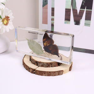 Venta al por mayor de especímenes de resina de taxidermia de mariposas con imitación de hojas de animales reales, equipo didáctico para escuelas secundarias - Product Image 3