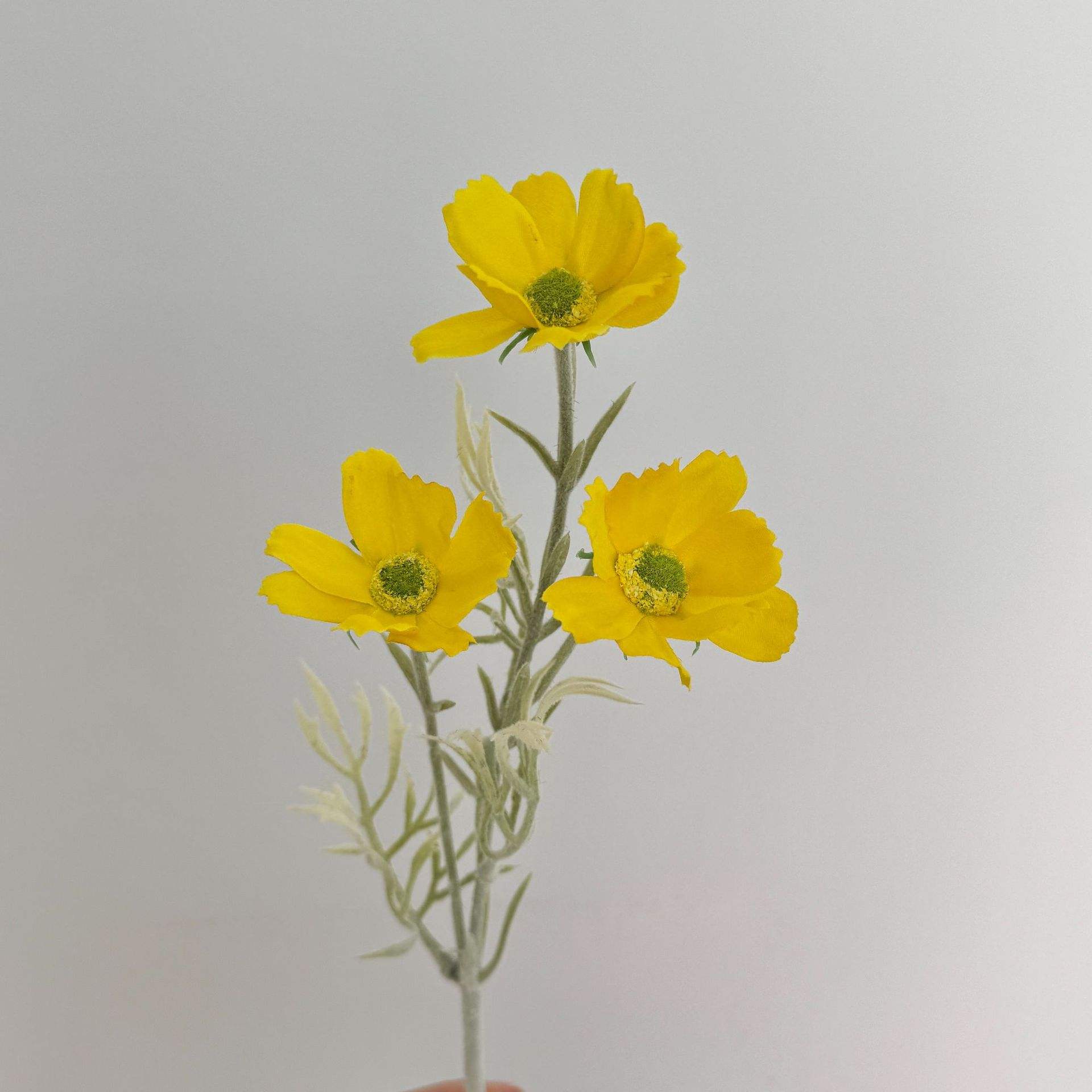 สีเหลือง