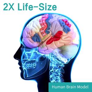 Human <strong>Brain</strong> Model Anatomy Display Stand Life Size Color Human <strong>Brain</strong> Anatomical Model for Teaching Science Classroom Study - Product Image 2