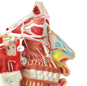 ADA-A638S Hot Bán dây thần kinh và máu-mạch trên mặt sọ, kích thước cuộc sống, 1 phần y tế giảng dạy con người Giải Phẫu - Product Image 3