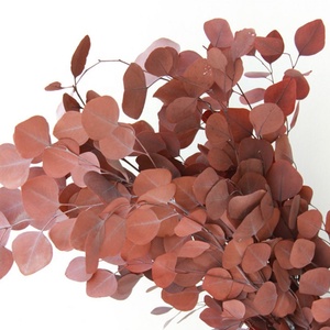 Bouquet de feuilles d'<span class=keywords><strong>eucalyptus</strong></span> séchés, 10 pièces, plantes, fleurs brunes, tige unique, pour décoration de mariage - Product Image 5