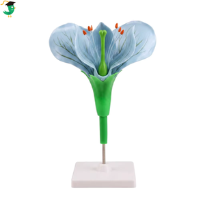 Juego de 7 Modelos de Flores Biológicas: Flor de Melocotón, Lirio, Óvulo, <span class=keywords><strong>Pistilo</strong></span>, Material Didáctico de Botánica Anatómica para Laboratorio de Ciencias Escolares - Product Image 2