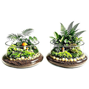 Jardineras de Vidrio para Decoración de Escritorio, Estaciones de Propagación de Plantas, Terrarios de Vidrio para Escritorio, Jarrones de Vidrio para Propagación - Product Image 5