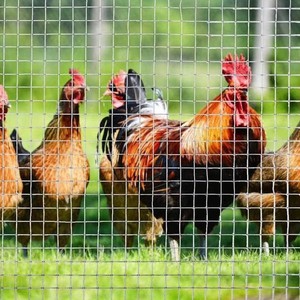 Horoz kafesleri çelik kare sıcak galvanizli demir kaynaklı demir tel örgü çit rulo cins hayvan için - Product Image 1