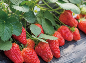 Acide humique organique Engrais <span class=keywords><strong>foliaire</strong></span> en spray liquide pour fruits rouges améliorant la douceur de la couleur, y compris les <span class=keywords><strong>agrumes</strong></span>, les raisins, les pêches et les fruits - Product Image 6