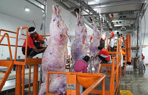 Usine clé en main pour l'abattage 50 taureaux par jour de mini machine d'abattage de vaches - Product Image 3