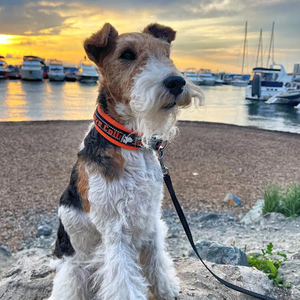 Collier pour chat et chien Truelove, <span class=keywords><strong>best</strong></span>-seller, réglable, robuste, en nylon souple, réfléchissant, lumineux, de luxe, vente en gros - Product Image 4