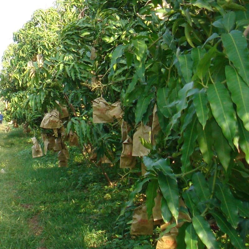 Fruta de protección bolsa de papel para guayaba de mango de uva