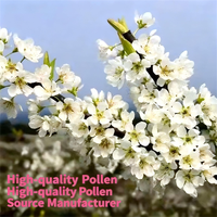 Pollen de cerise douce en promotion usine, pureté 95%, 200 mesh, 10g/sac, augmente le taux de fertilisation des fruits, réductions pour les commandes en gros