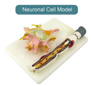 Componentes detallados de microscopía electrónica de modelo de célula neuronal de gran aumento 2500x que incluyen equipo educativo Axon - Product Image 2