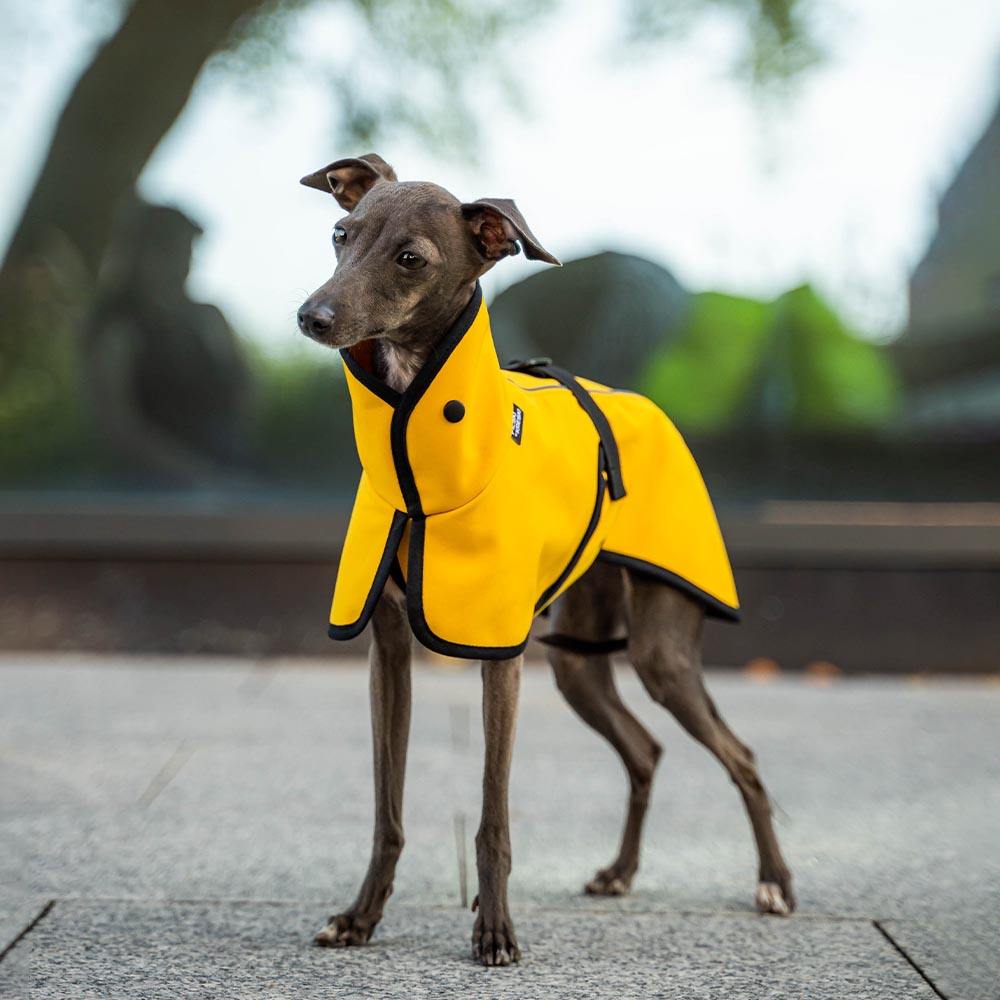 สีเหลือง