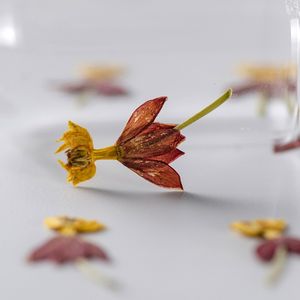 Especímenes de flores naturales reales prensadas secas Codariocalyx <span class=keywords><strong>Notorious</strong></span> Plant Flower para graduación o decoraciones del Día de San Valentín - Product Image 3