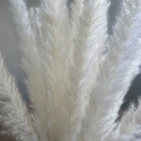 Bunga Kering RAW PICTURES, Buket Bunga, Rangkaian Bunga 20 pcs Rumput Pampas Coklat Alami Berkualitas Tinggi Harga Pabrik