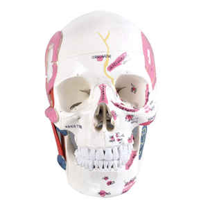 Modelo Anatómico de Cráneo y Dientes M5009 de Resina, Herramienta de Enseñanza y Práctica Dental para Ciencias Médicas, para Entrenamiento en Escuelas - Product Image 3