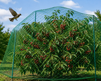 Extruded kunststof tuinnet 2x5m, 20x20mm diamantgaas voor bescherming van groenteteelt